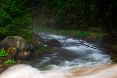 somewhere in forest