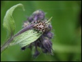 Araneus sp. 1