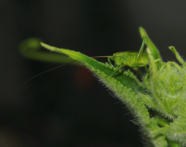 Chameleón??ale nie...