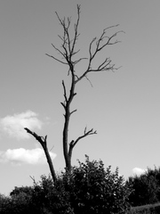 strom