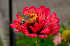 Macroglossum stellatarum