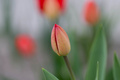Tulipany