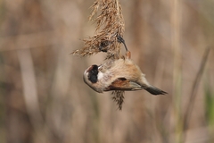 Kúdeľníčka lužná