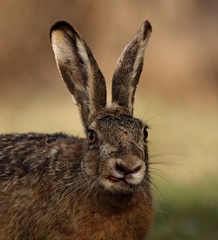 Portrét  zajaca