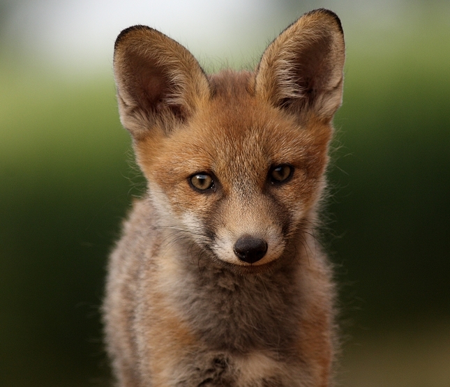 Portrét líšky