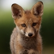 Portrét líšky