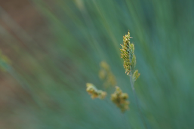 Makro trávy