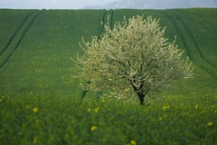 Májová