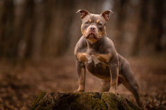 Narla