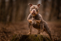 Narla