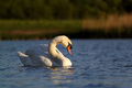 Swan