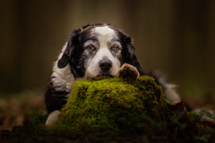 Marley