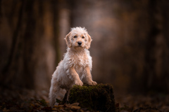 Alfie