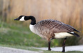 Canada Goose