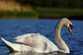 Swan II