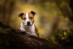Milly
