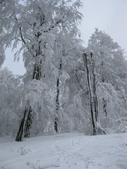 zimná