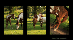 Life of one little foal