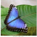 morpho peleides