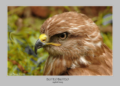 buteo