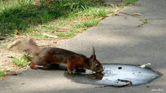 thirst