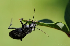 akrobat