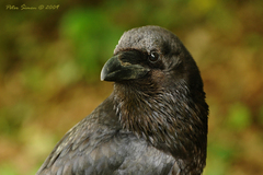 Lábus