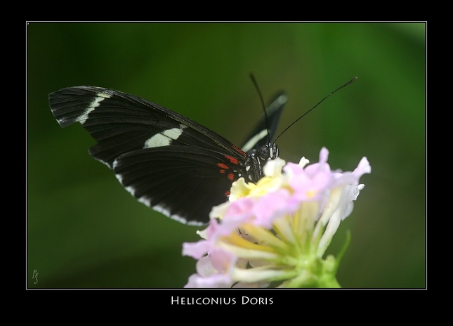 heliconius
