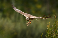 Kaňa močiarna a pol zajaca