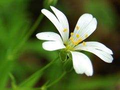 kvet