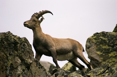 Rohaty capko