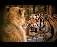 lev a tigrica