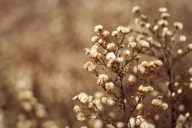 Cream bokeh