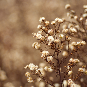 Cream bokeh