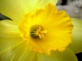 narcis