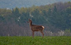 Jelenica (Cervus elaphus)