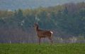 Jelenica (Cervus elaphus)