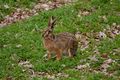 zajac polny (Lepus europaeus)