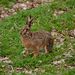 zajac polny (Lepus europaeus)