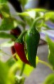 chilli