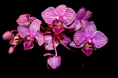 orchideika