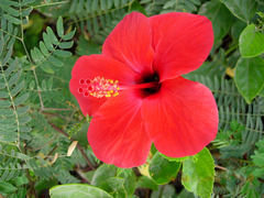 Hibiscus, Rosa sinensis Ibištek 
