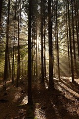 les plný svetla