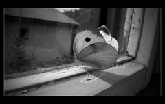 I want out