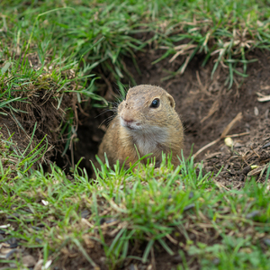 Spermophilus citellus