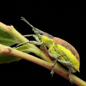 Chlorophanus graminicola