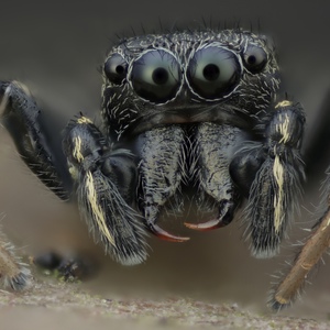 Zo sveta pavúkov - Skákaviek