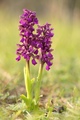 Anacamptis morio