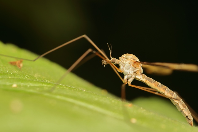 Tipula