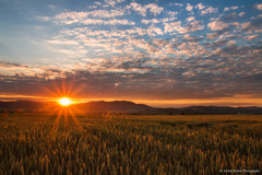 V  Turnej  kosy kujú